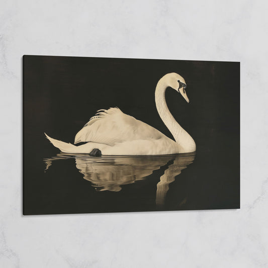 Swan with Water Reflection Canvas Print on gallery wrap