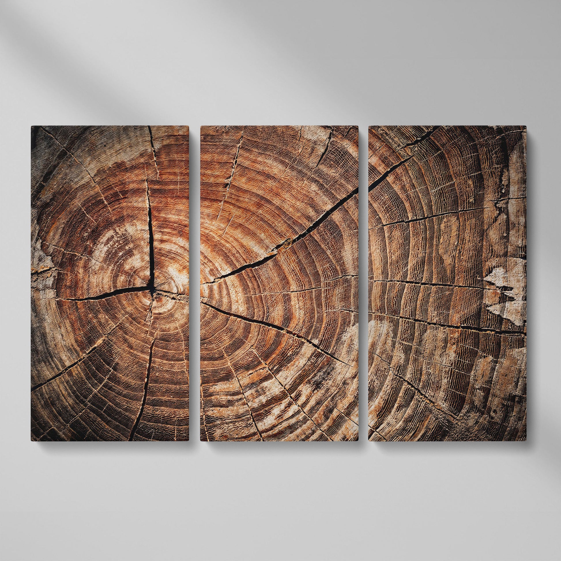 Old Oak Stump Canvas Print with Tree Rings as 3-panel split version