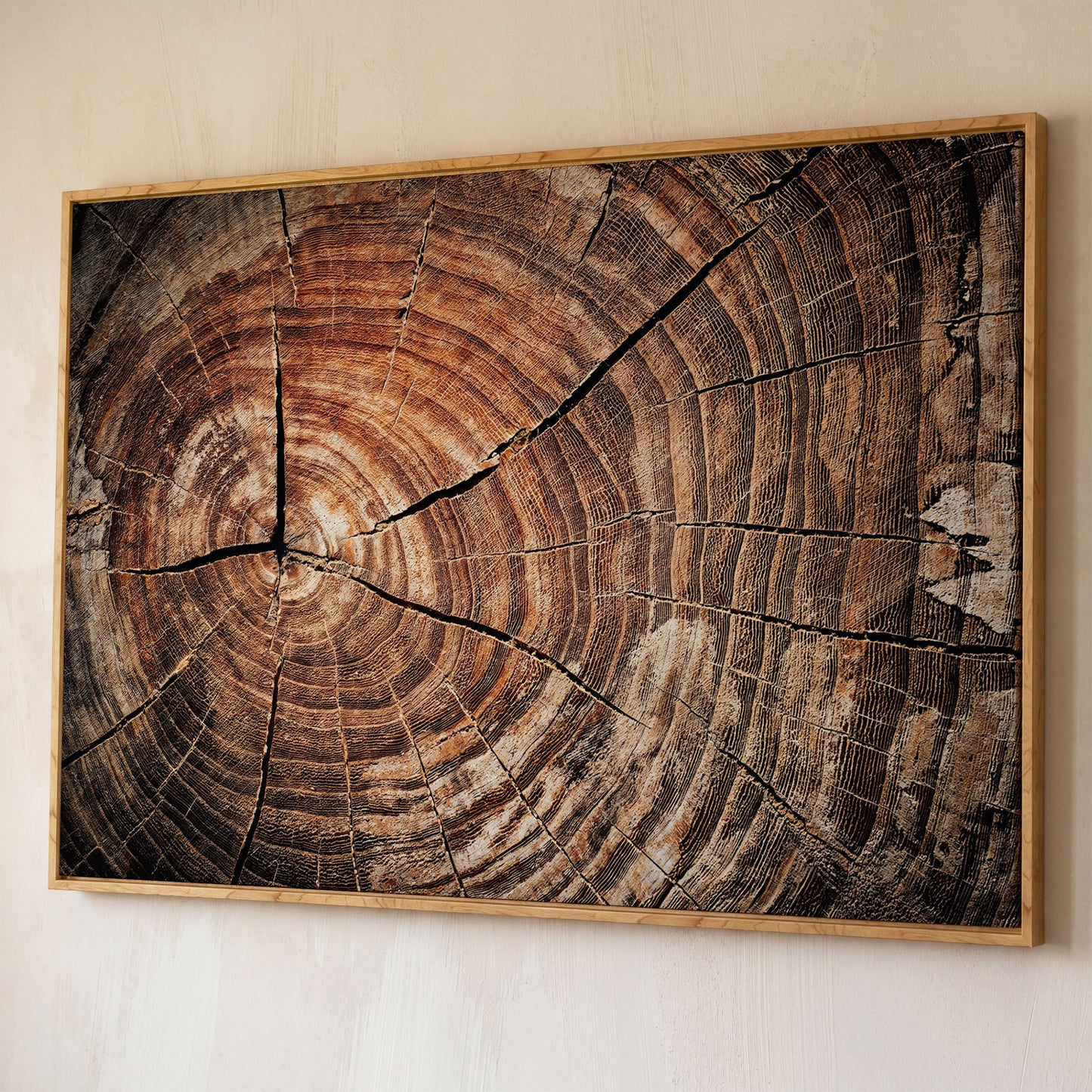 Old Oak Stump Canvas Print with Tree Rings shown in white oak floating frame