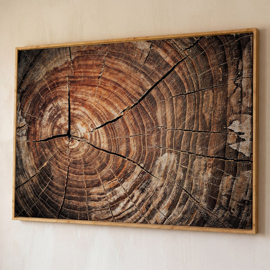 Old Oak Stump Canvas Print with Tree Rings shown in white oak floating frame