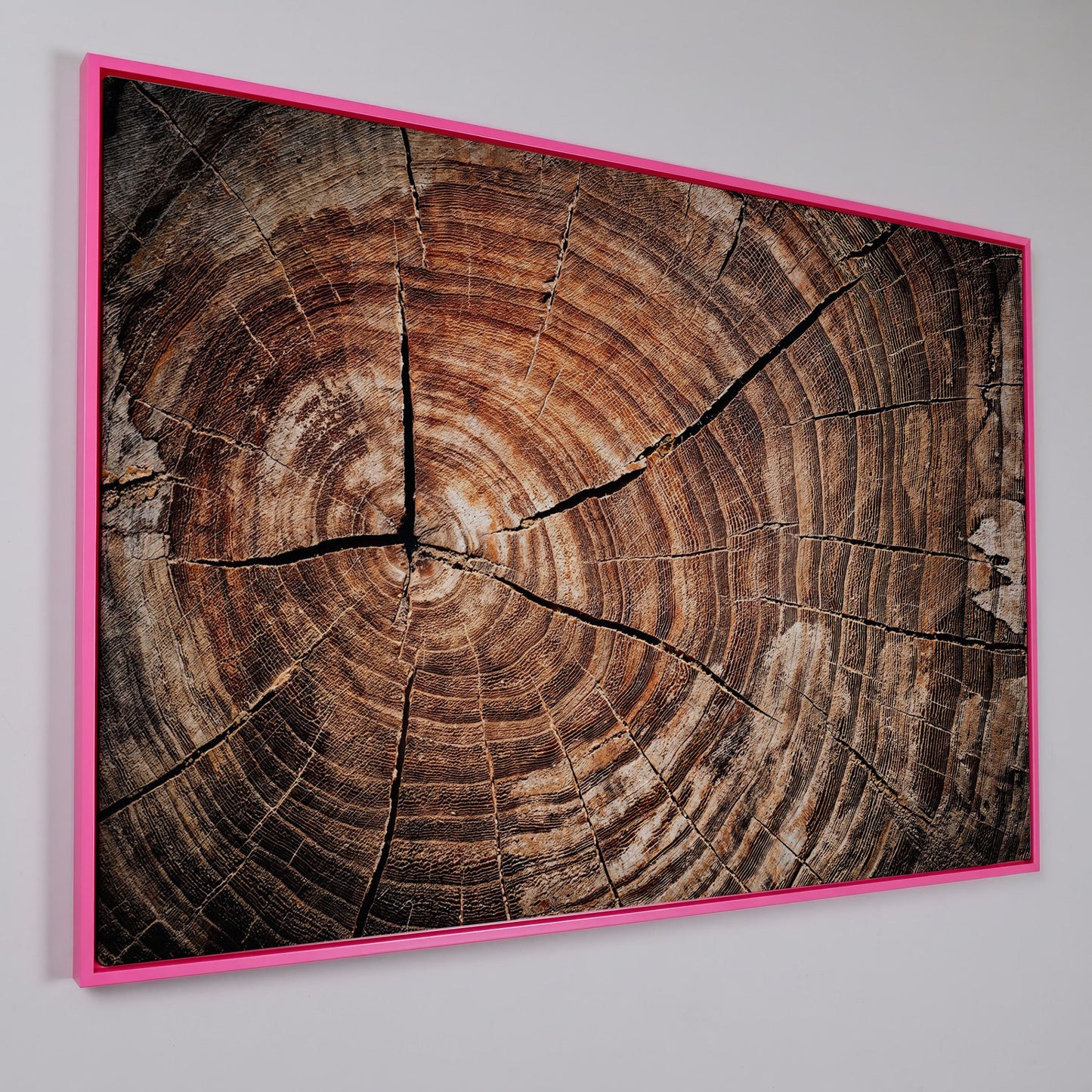 Old Oak Stump Canvas Print with Tree Rings in pink floating frame