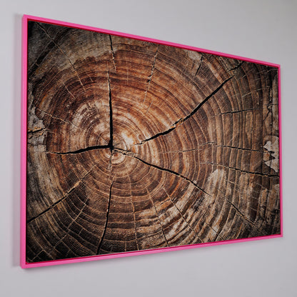Old Oak Stump Canvas Print with Tree Rings in pink floating frame