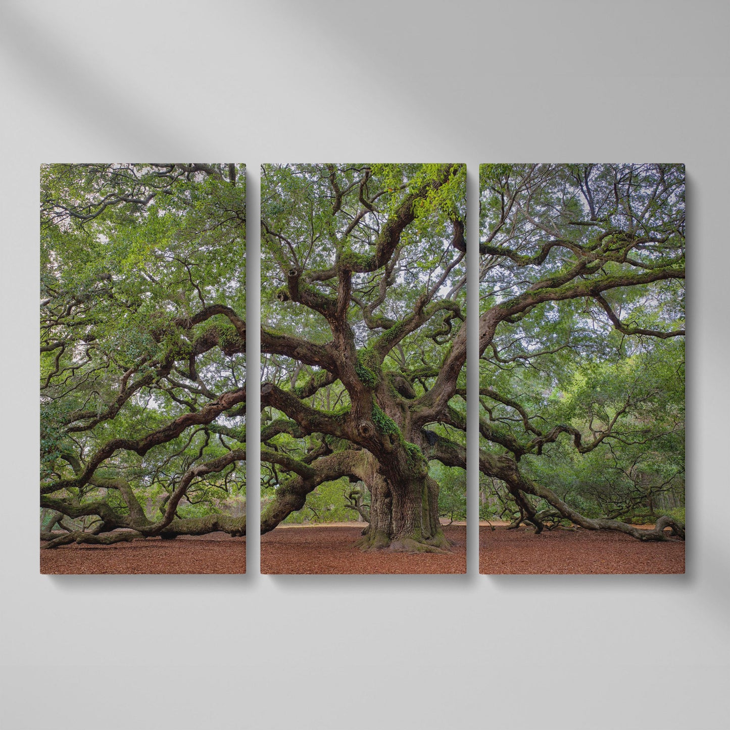 Old Southern Live Oak Canvas Print as 3-panel split version