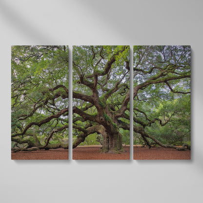 Old Southern Live Oak Canvas Print as 3-panel split version