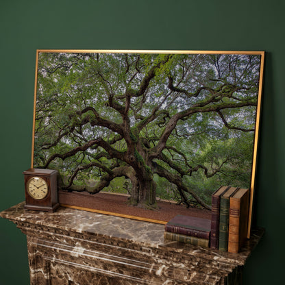 Old Southern Live Oak Canvas Print in antique gold floating frame