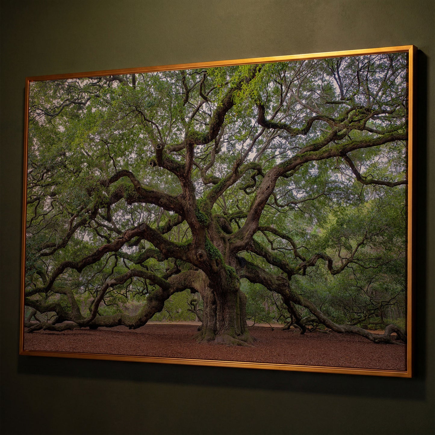 Old Southern Live Oak Canvas Print shown in antique gold floating frame
