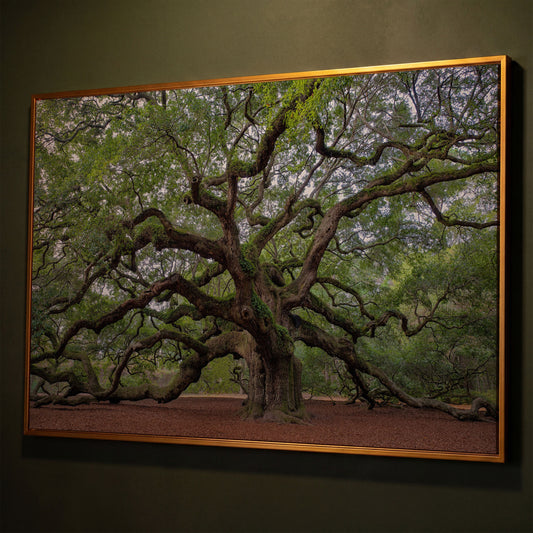 Old Southern Live Oak Canvas Print shown in antique gold floating frame