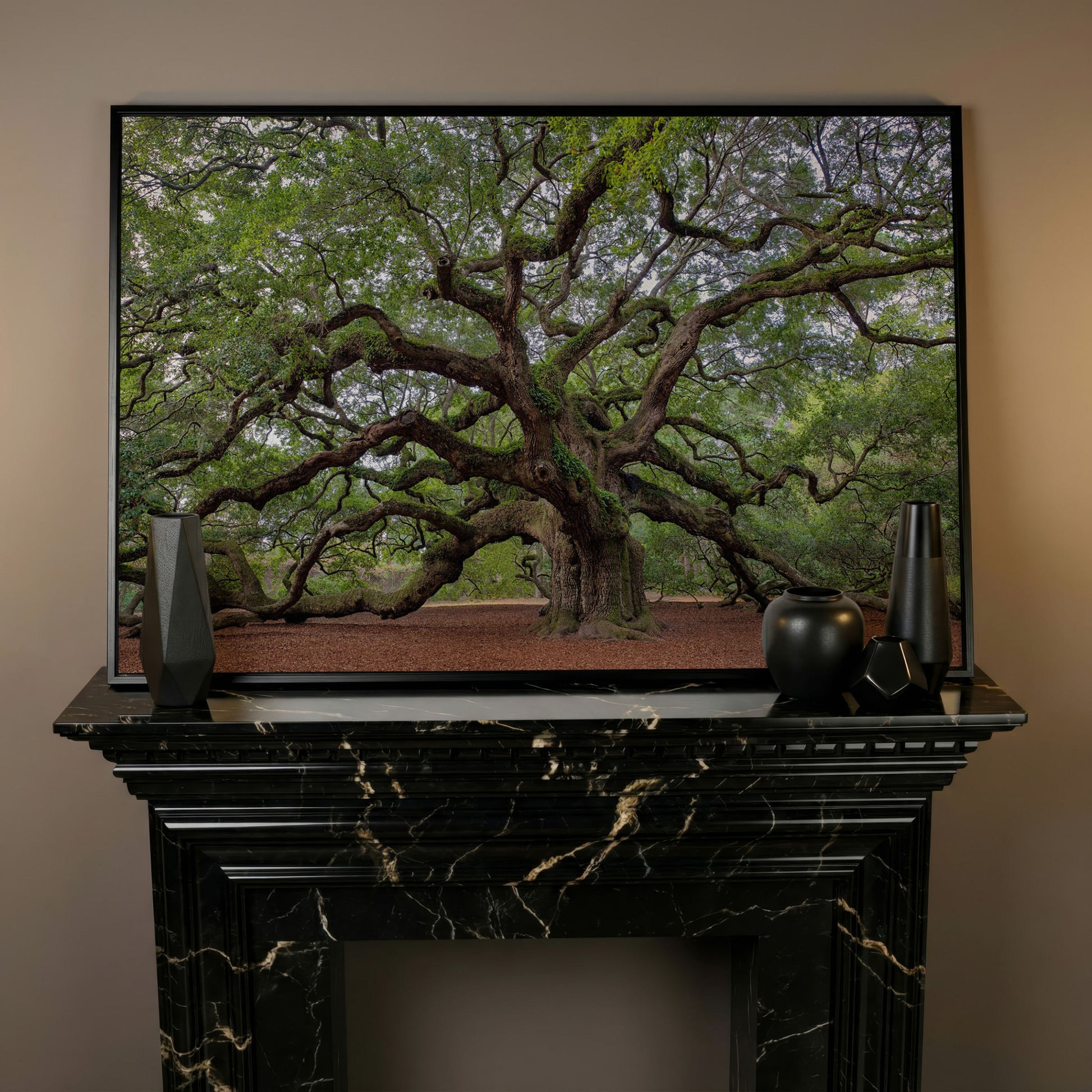 Old Southern Live Oak Canvas Print in black floating frame