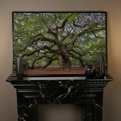 Old Southern Live Oak Canvas Print in black floating frame