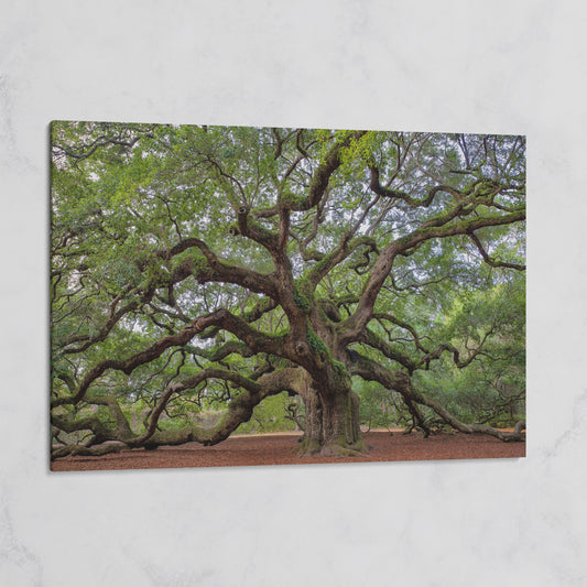 Old Southern Live Oak Canvas Print on gallery wrap