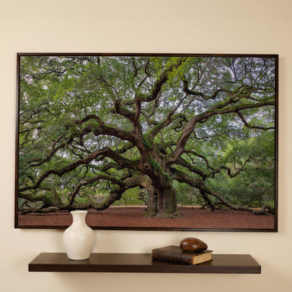 Old Southern Live Oak Canvas Print in dark walnut floating frame