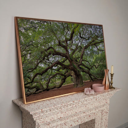 Old Southern Live Oak Canvas Print in rose gold floating frame