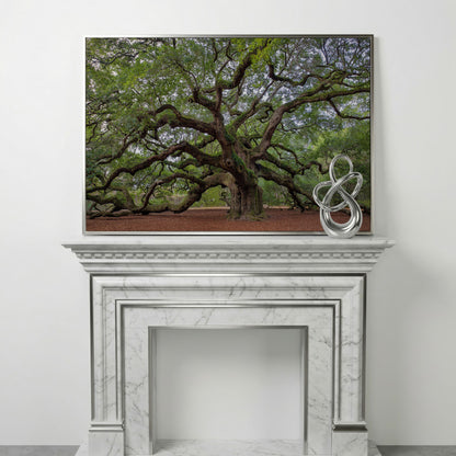Old Southern Live Oak Canvas Print in silver floating frame