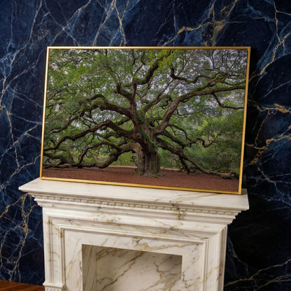 Old Southern Live Oak Canvas Print in yellow gold floating frame