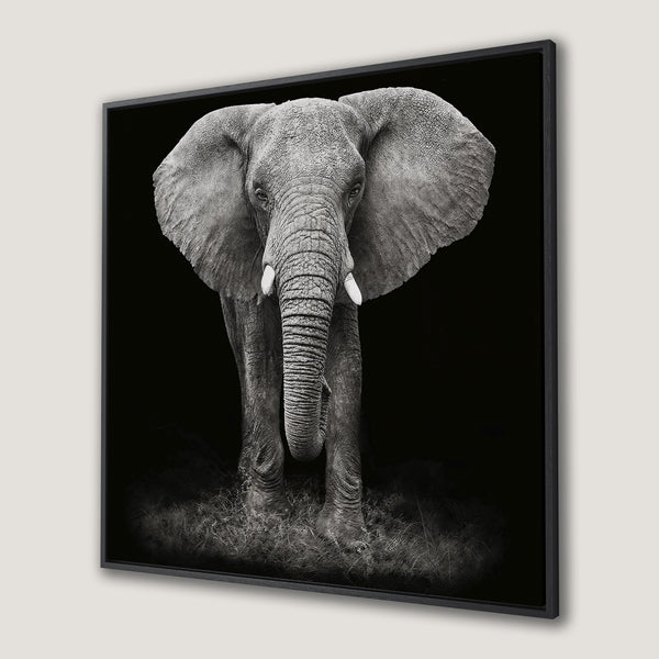 Framed Wall Art: Majestic black and white elephant portrait. Striking monochrome canvas print for modern home decor. Add a touch of wildlife elegance.