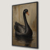 Black Swan in Calm Water Canvas Print for Wall Art