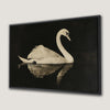 Elegant Swan with Water Reflection Canvas Print Art