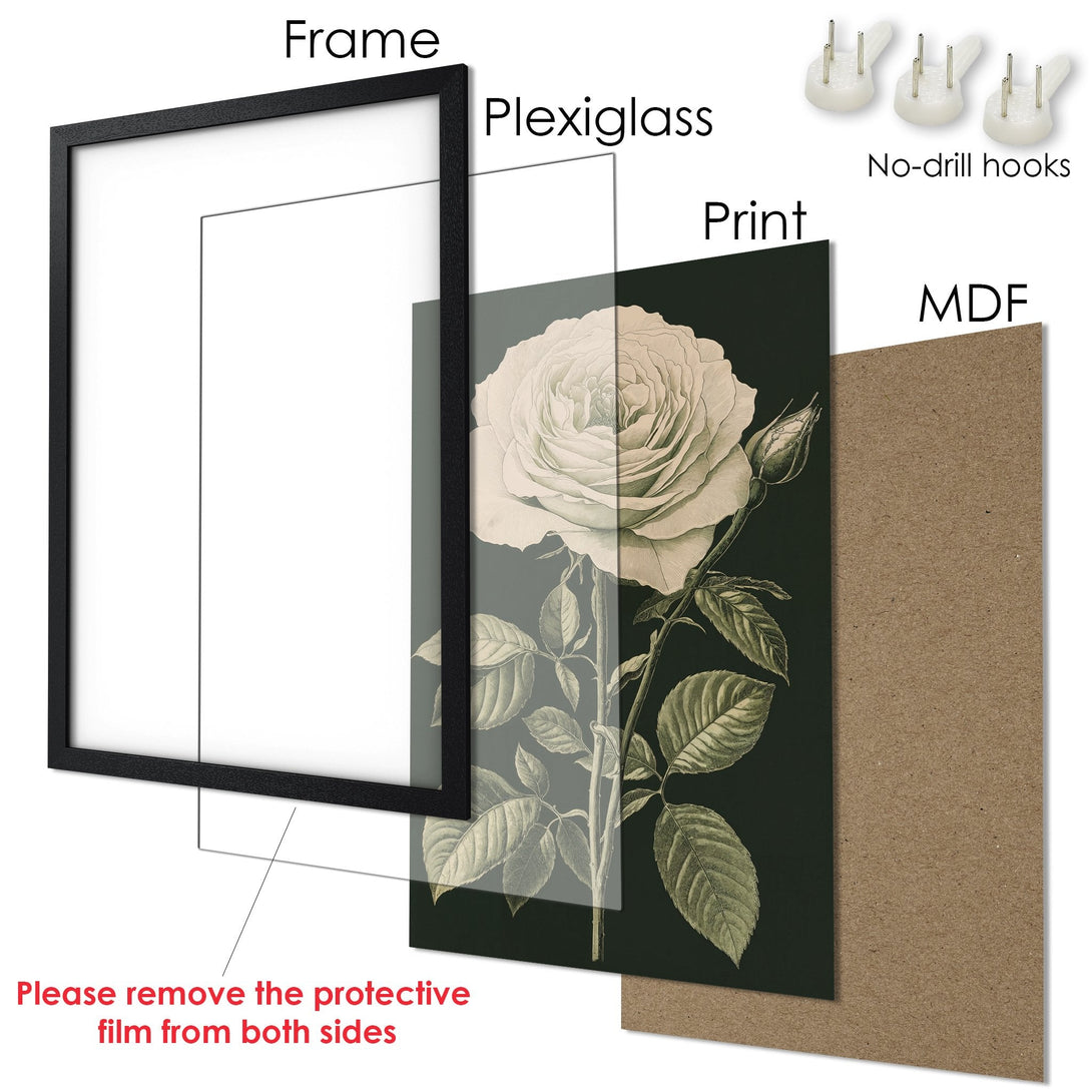 Framed Poster featuring a botanical illustration of a rose, with a vintage style and a dark green and cream color palette.