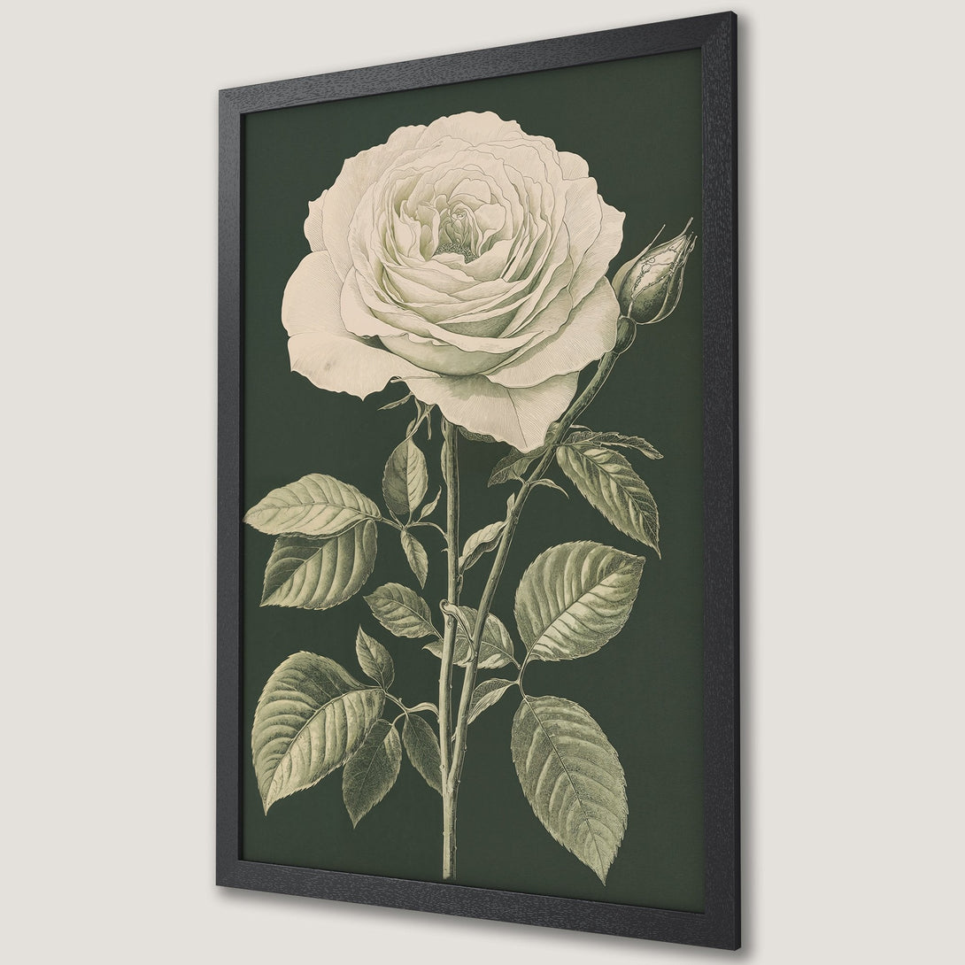 Framed Poster featuring a botanical illustration of a white rose. Elegant vintage style with a dark green and cream color palette. Perfect wall art.