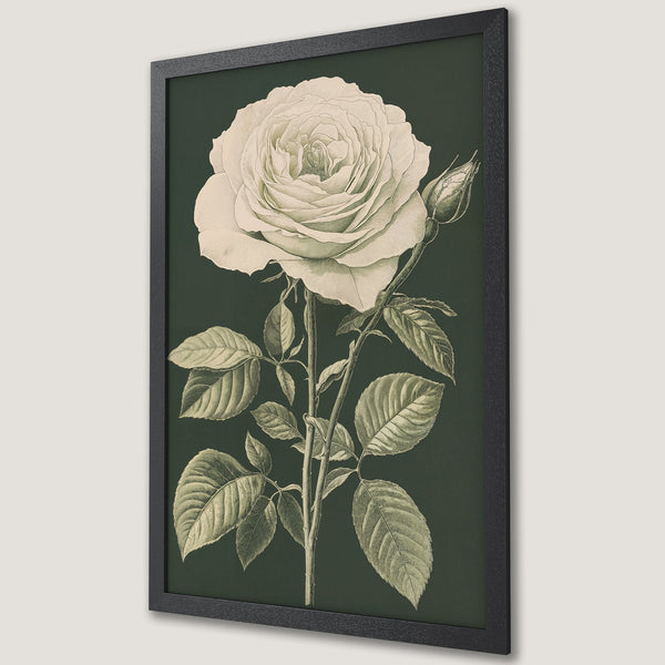 Framed Poster featuring a botanical illustration of a white rose. Elegant vintage style with a dark green and cream color palette. Perfect wall art.