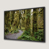 Ferns and Trail in Hoh Rainforest Landscape Canvas Print