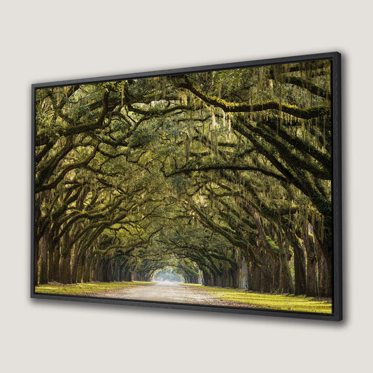 Line of Green Oak Trees Canvas Print Wall Art